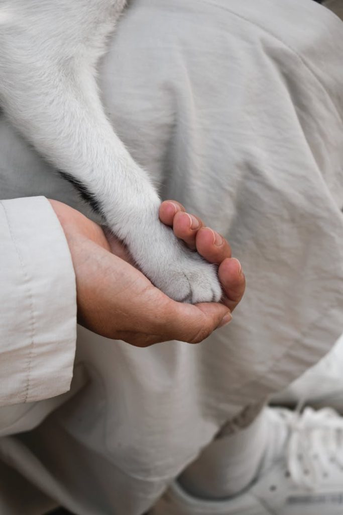 pexels photo 10759425 A close-up of a human hand gently holding a dog's paw, symbolizing trust and companionship.