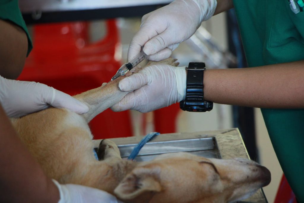 pexels photo 1350591 Close-up of a veterinarian injecting a dog with care in a clinic setting.