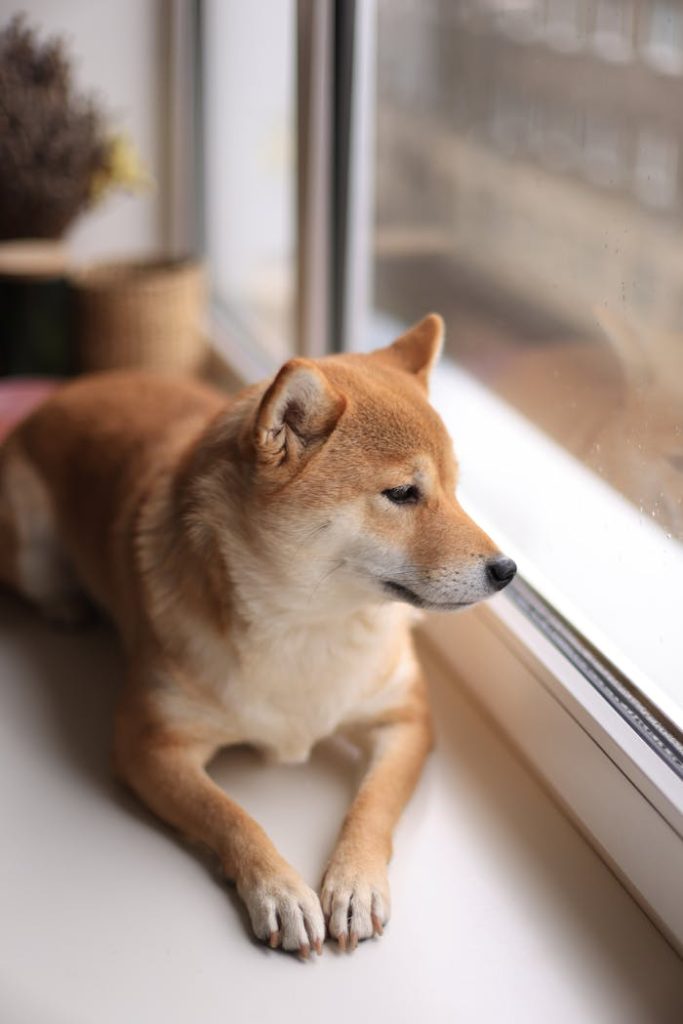 pexels photo 14202096 A peaceful Shiba Inu dog gazes out the window, showcasing its serene nature indoors.