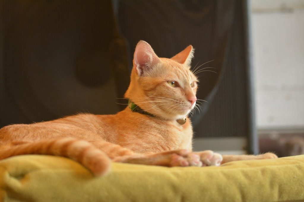 pexels photo 1629066 Serene ginger cat lounging indoors on a sunny cushion. Perfect pet portrait.