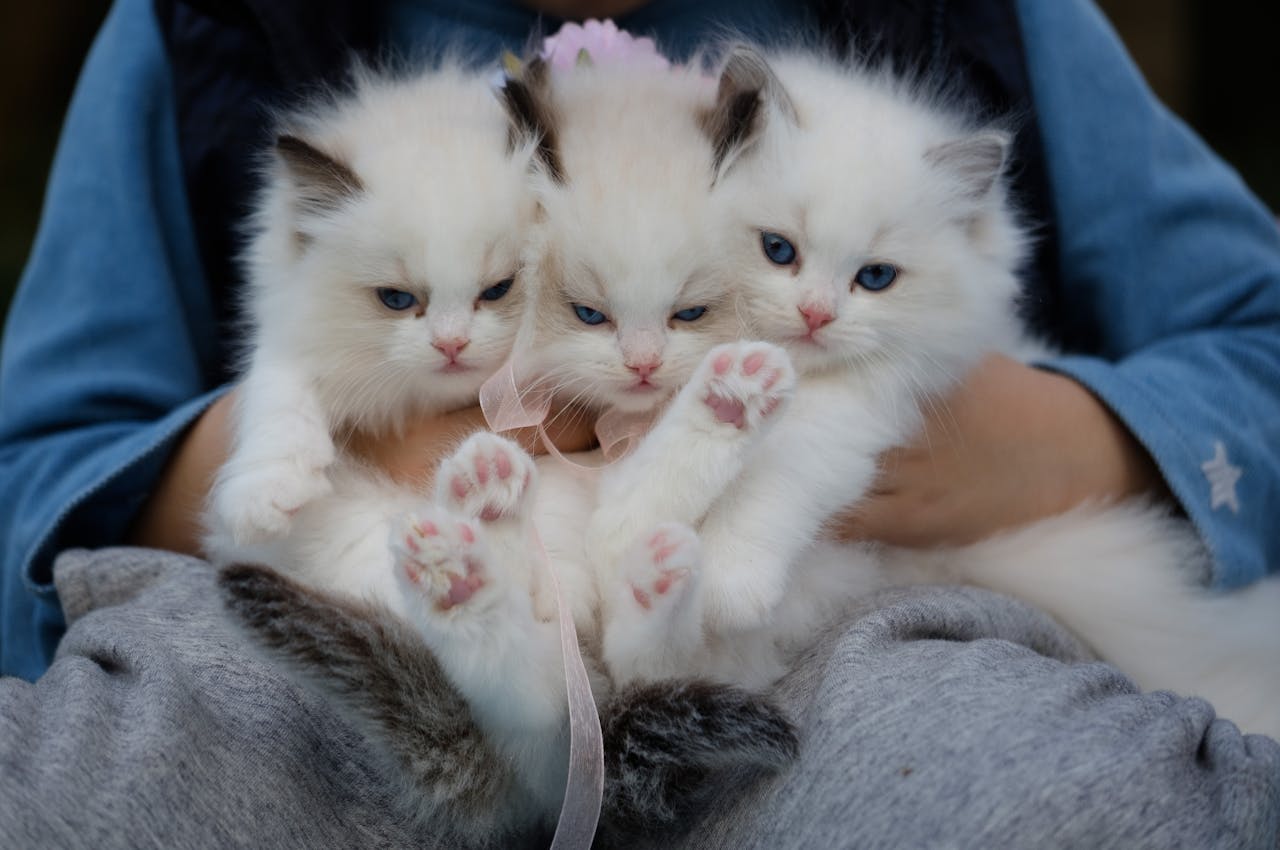 our-experience Three fluffy ragdoll kittens with blue eyes being held gently, showcasing their cuteness.