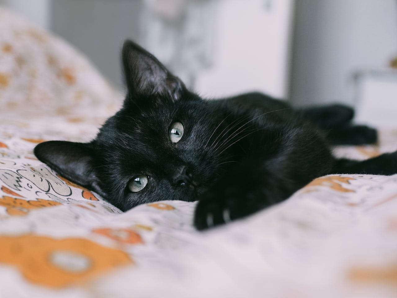 about-02 A cute black kitten lying on a patterned bedspread, looking softly at the camera.