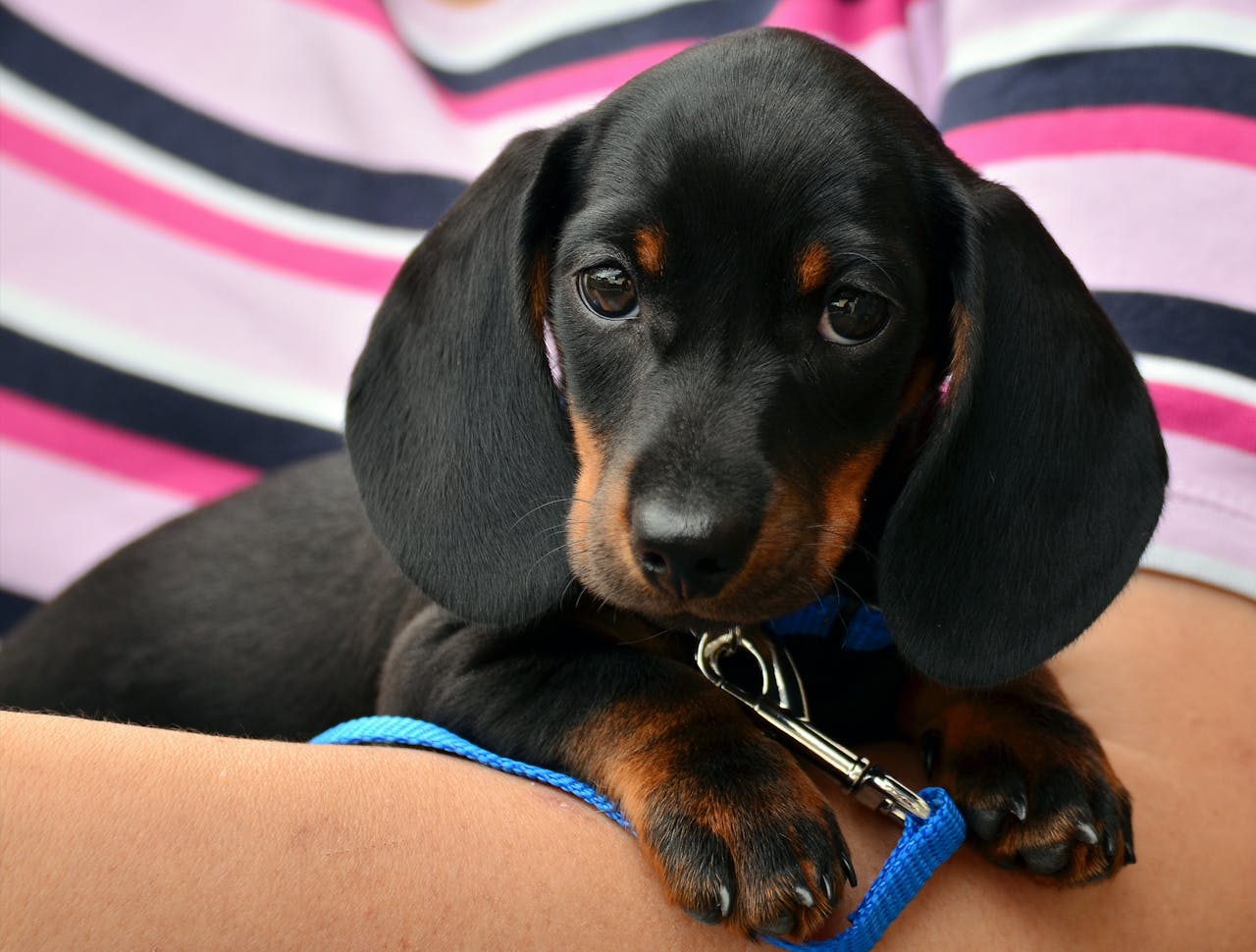 ours-journey Cute dachshund puppy resting on a person's arm, wrapped in a colorful striped shirt.