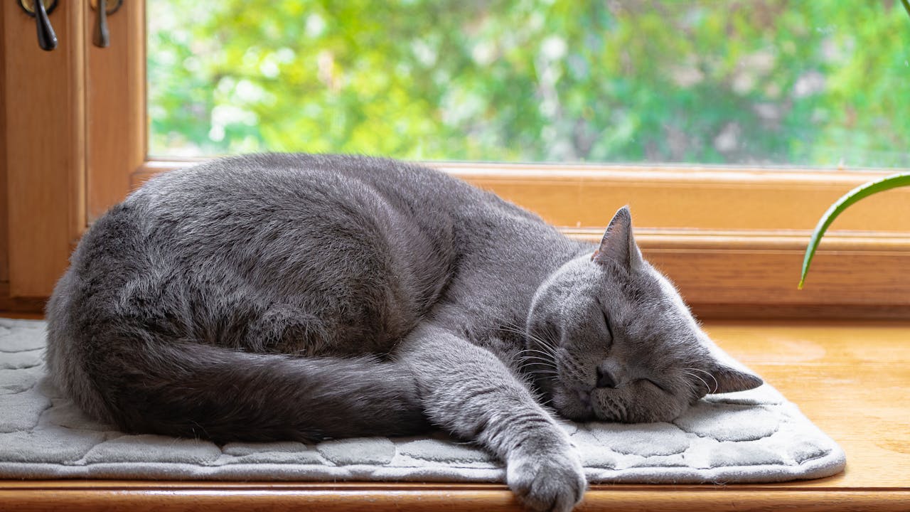 A cozy gray cat peacefully sleeping on a soft mat by a wooden window, with greenery outside.