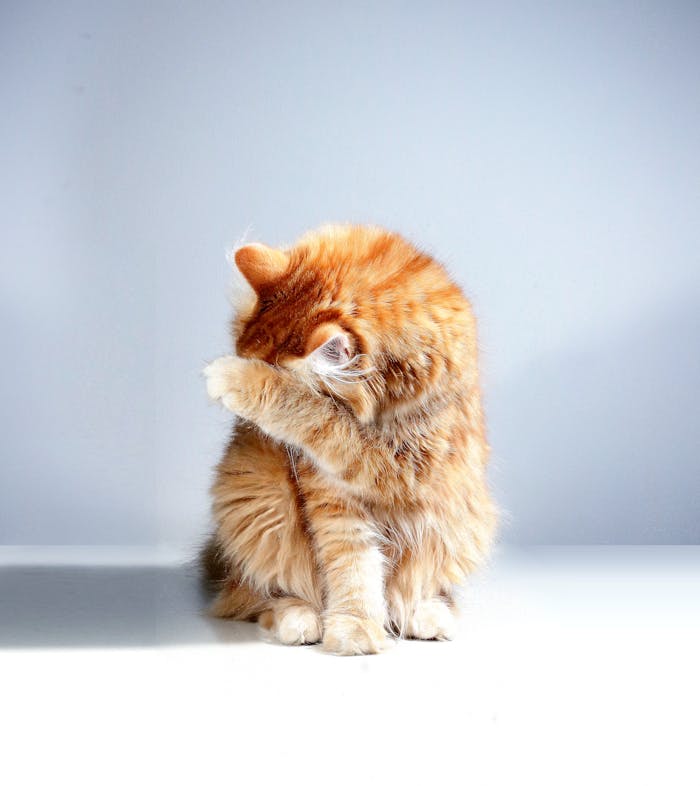 about-img Charming ginger cat with fluffy fur sits indoors, playfully covering its face with a paw for a cute moment.