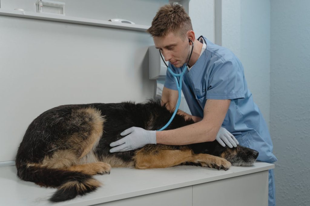 pexels photo 6235233 A veterinarian checks a German Shepherd's health using a stethoscope on a clinic table.