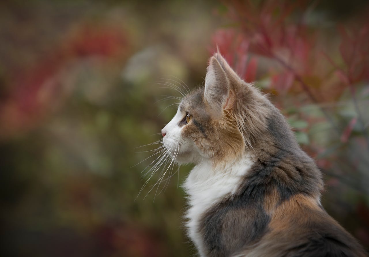 Close-up of a tabby cat's profile with focus on its fur and whiskers in an outdoor setting.